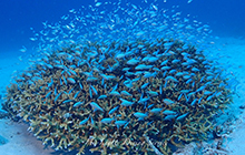慶良間諸島