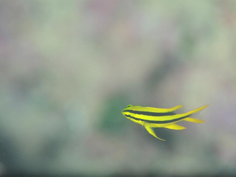 ギャラリー